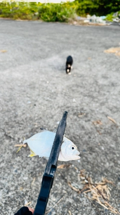 メッキの釣果