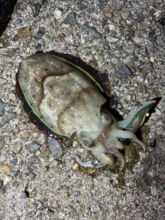 コウイカの釣果