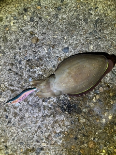 コウイカの釣果
