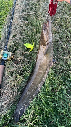 ナマズの釣果