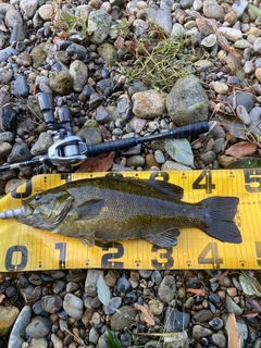 スモールマウスバスの釣果