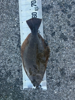 ヒラメの釣果