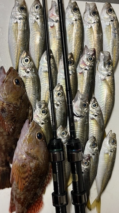 アジの釣果