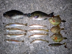 シロギスの釣果