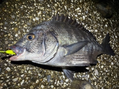クロダイの釣果