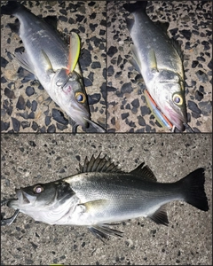 セイゴ（ヒラスズキ）の釣果