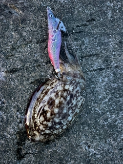 コウイカの釣果