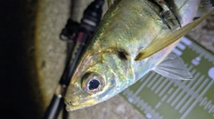 マアジの釣果