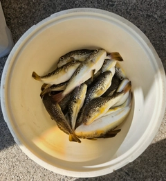 コモンフグの釣果