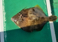 カワハギの釣果