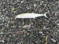 サゴシの釣果