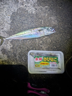 サバの釣果