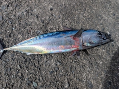 ソウダガツオの釣果