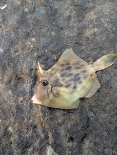 カワハギの釣果