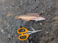 ベラの釣果