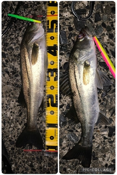 フッコ（マルスズキ）の釣果