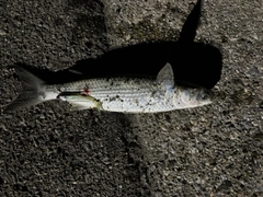 ボラの釣果