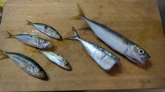 アジの釣果