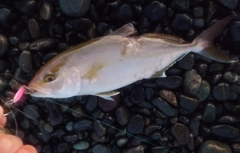 ショゴの釣果