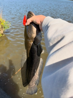 ライギョの釣果