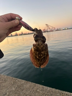 イカの釣果