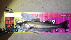 シーバスの釣果