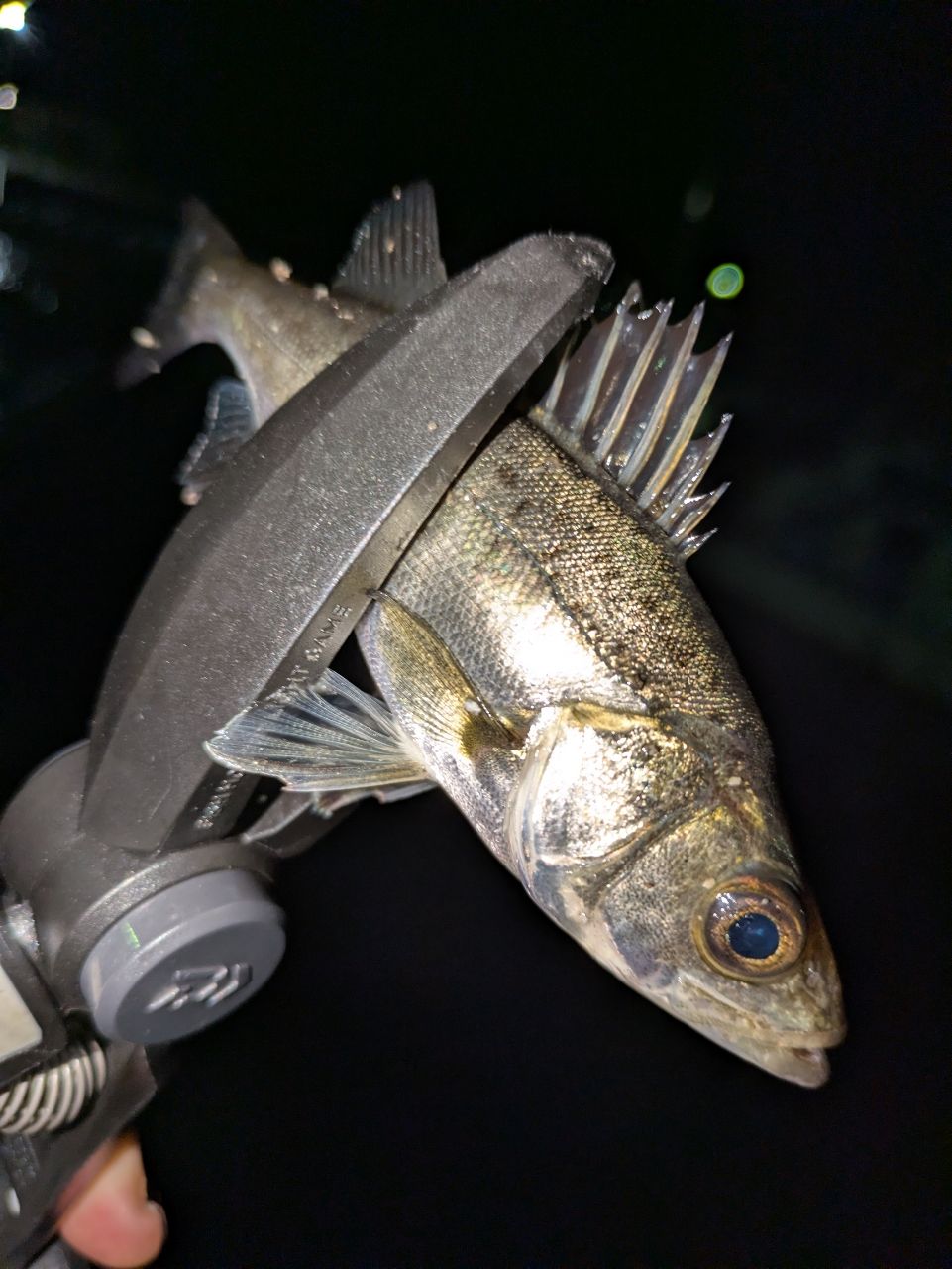 タイリクスズキの釣果・釣り情報まとめ【2026年最新】 - アングラーズ