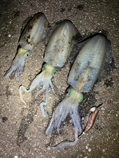 アオリイカの釣果