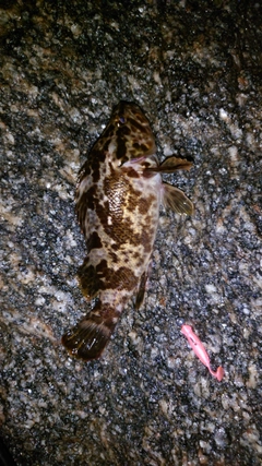 タケノコメバルの釣果
