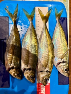 マアジの釣果