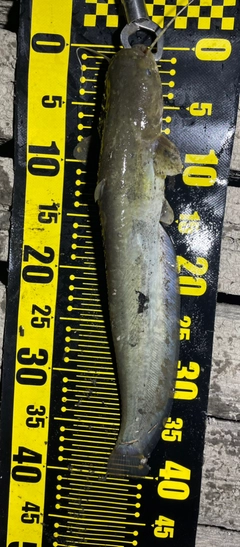 ナマズの釣果