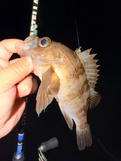メバルの釣果