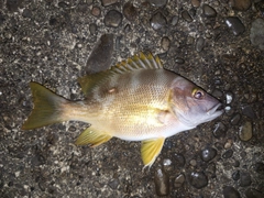 フエダイの釣果