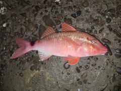 ホウライヒメジの釣果