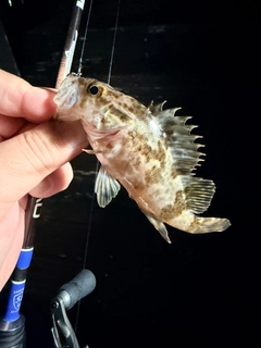ベッコウゾイの釣果