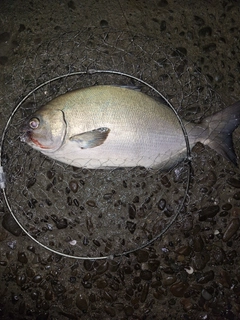 イスズミの釣果