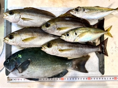 メジナの釣果