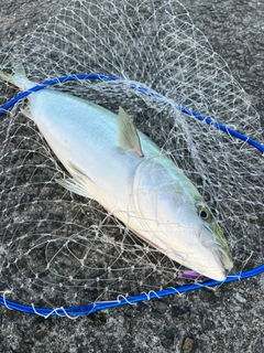 ブリの釣果