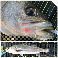 シーバスの釣果
