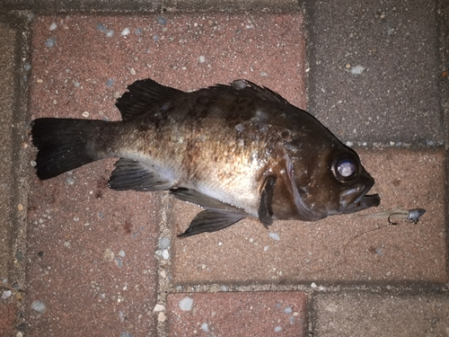 クロメバルの釣果