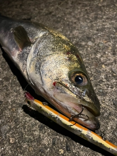 スズキの釣果