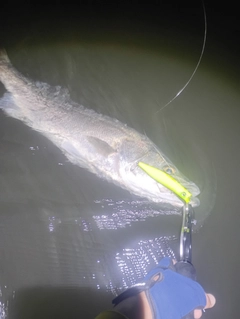 シーバスの釣果