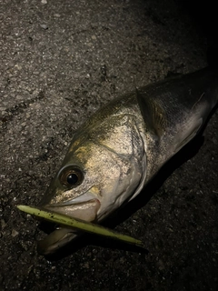 スズキの釣果