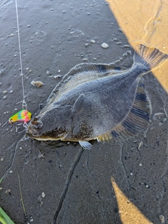 ヌマガレイの釣果