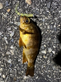 釣果