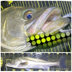 シーバスの釣果