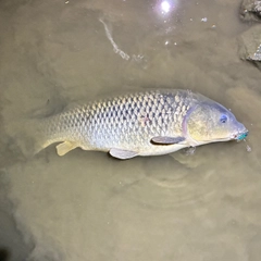 コイの釣果