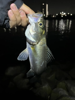 セイゴ（ヒラスズキ）の釣果