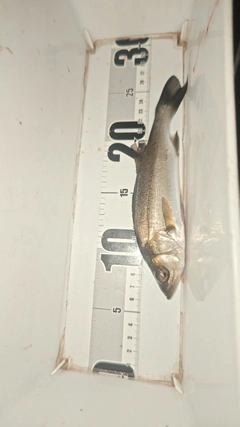 セイゴ（マルスズキ）の釣果