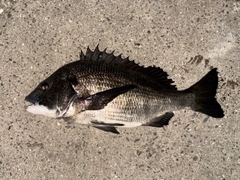 チヌの釣果